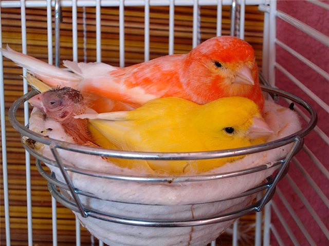 Содержание канареек и уход за ними в Реже