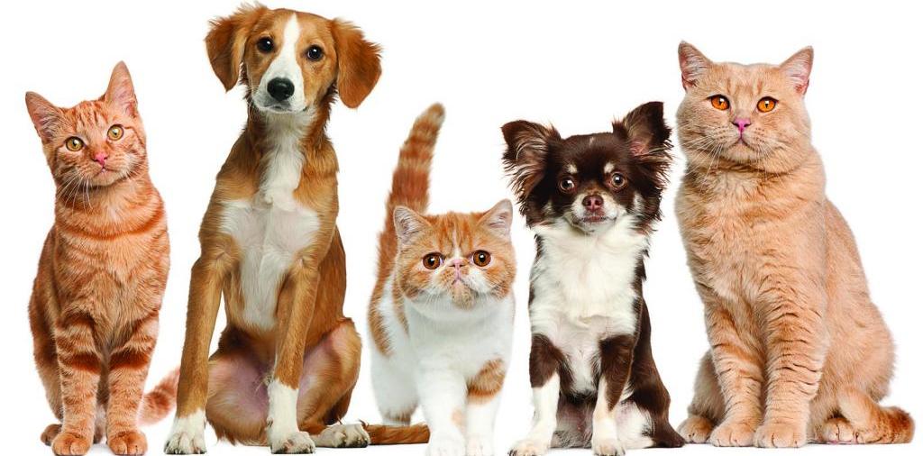 Доска объявлений о животных | ЗооТом - продажа, вязка и услуги для животных в Реже