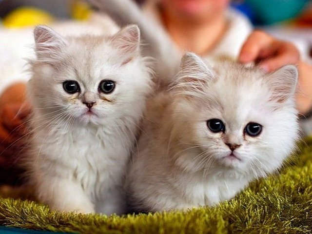Породы кошек в Реже | ЗооТом портал о животных