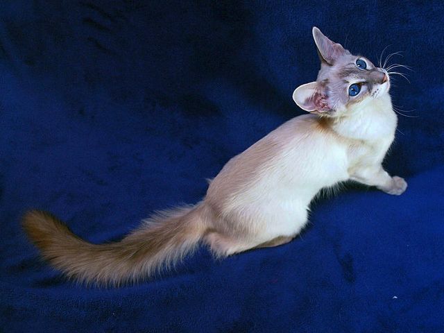 Выведенные породы кошек в Реже | ЗооТом портал о животных
