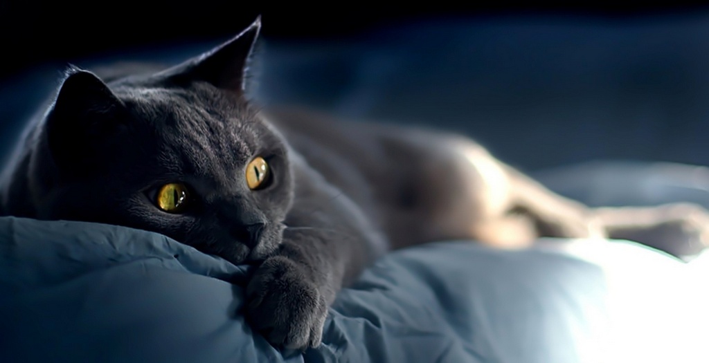 Объявления о кошках | ЗооТом - продажа, вязка и услуги для животных в Реже