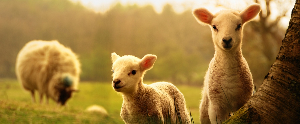 Объявления о сельскохозяйственных животных | ЗооТом - продажа, вязка и услуги для животных в Реже