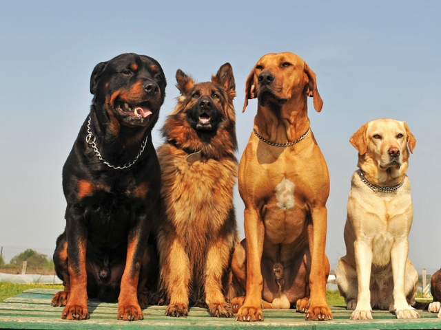 Крупные породы собак в Реже | ЗооТом портал о животных